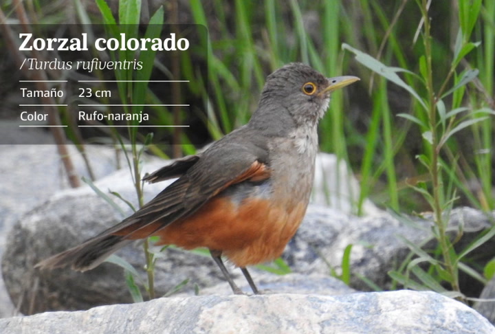 aves-madrugadoras-cinco-especies-que-cantan-cuando-comienza-el-dia-en-la-ciudad-de-buenos-aires-1 Aves madrugadoras: cinco especies que cantan cuando comienza el día en la Ciudad de Buenos Aires