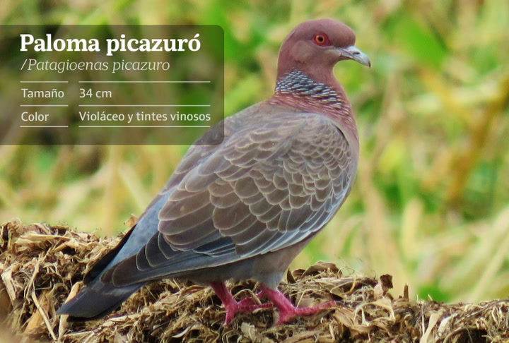 aves-madrugadoras-cinco-especies-que-cantan-cuando-comienza-el-dia-en-la-ciudad-de-buenos-aires-2 Aves madrugadoras: cinco especies que cantan cuando comienza el día en la Ciudad de Buenos Aires