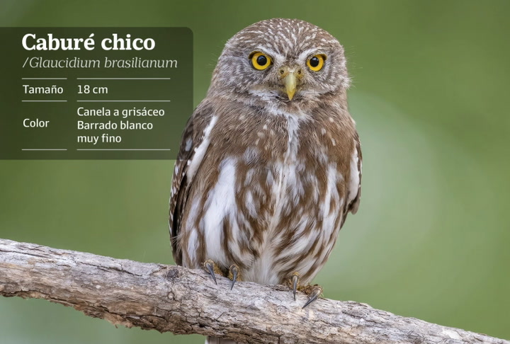 aves-madrugadoras-cinco-especies-que-cantan-cuando-comienza-el-dia-en-la-ciudad-de-buenos-aires-3 Aves madrugadoras: cinco especies que cantan cuando comienza el día en la Ciudad de Buenos Aires