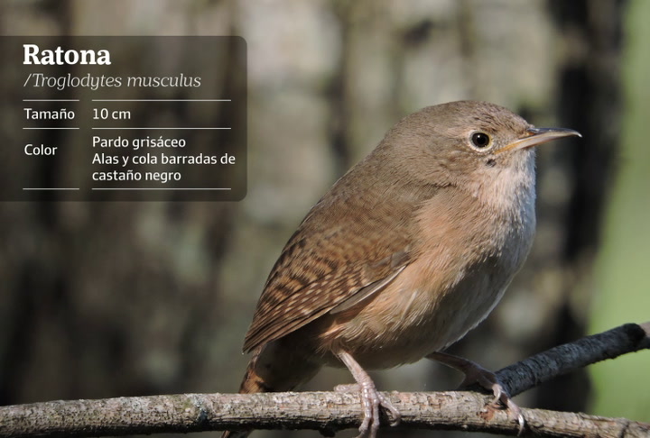 aves-madrugadoras-cinco-especies-que-cantan-cuando-comienza-el-dia-en-la-ciudad-de-buenos-aires-4 Aves madrugadoras: cinco especies que cantan cuando comienza el día en la Ciudad de Buenos Aires