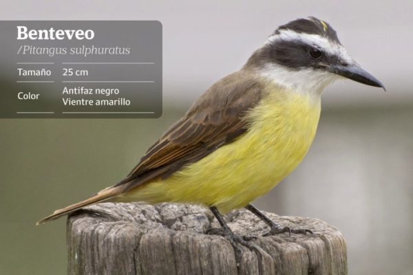 Aves madrugadoras: cinco especies que cantan cuando comienza el día en la Ciudad de Buenos Aires
