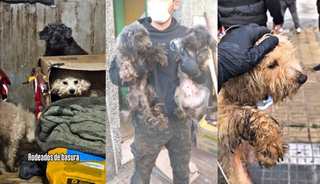 rescatan-a-43-perros-en-lanus-vivian-en-condiciones-extremas-de-hacinamiento-y-maltrato Rescatan a 43 perros en Lanús: vivían en condiciones extremas de hacinamiento y maltrato