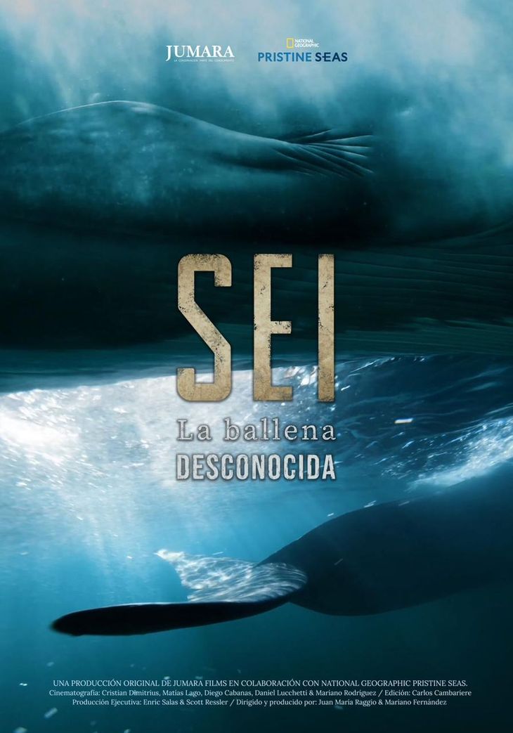 estrenaron-en-el-conicet-un-documental-sobre-la-llegada-masiva-de-ballenas-sei-al-golfo-san-jorge Estrenaron en el CONICET un documental sobre la llegada masiva de ballenas Sei al Golfo San Jorge