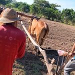 13 mil manzanas de frijol fueron sembradas en El Salvador en 2025