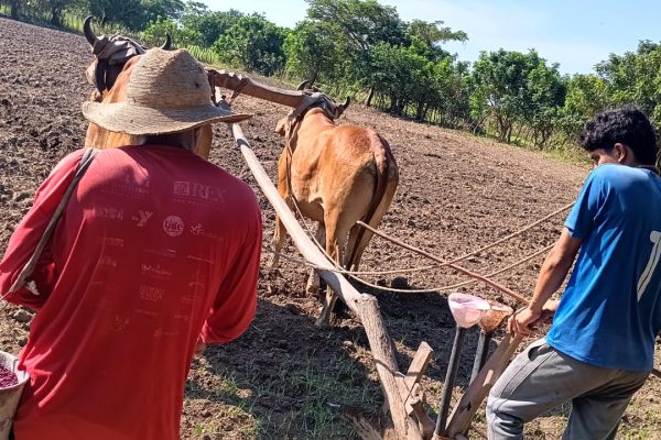 13 mil manzanas de frijol fueron sembradas en El Salvador en 2025