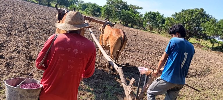 13 mil manzanas de frijol fueron sembradas en El Salvador en 2025