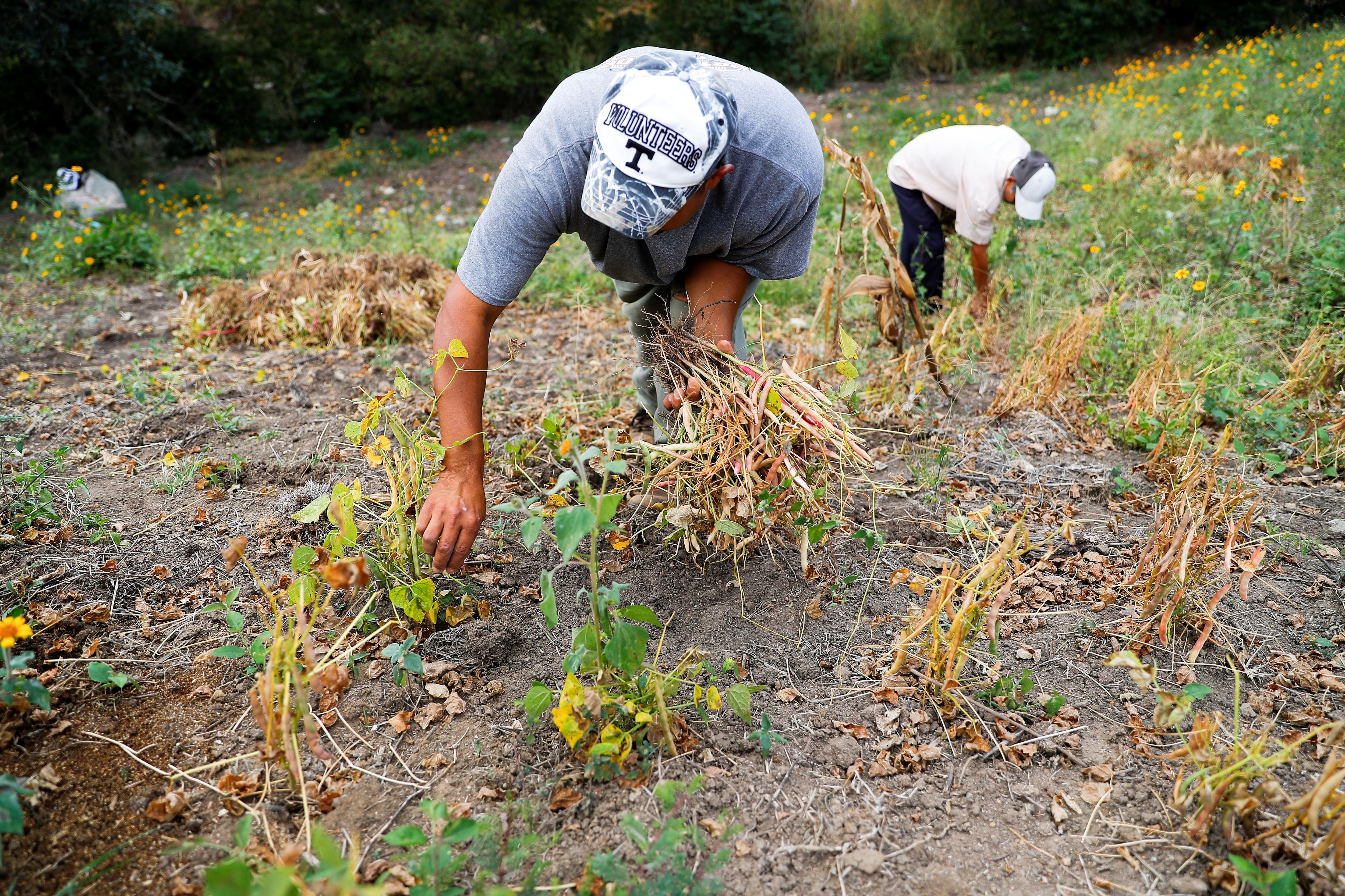 ARCHIVO: La articulación entre el Ministerio de Agricultura, organizaciones rurales y nuevas estrategias de siembra permitió aportar al mercado nacional cerca de 300 mil quintales y mejorar la oferta interna del grano. /EFE 