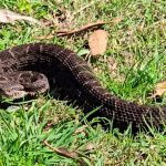 Alerta en Entre Ríos: en 2025 aumentaron un 75% las mordeduras de serpientes yarará a personas
