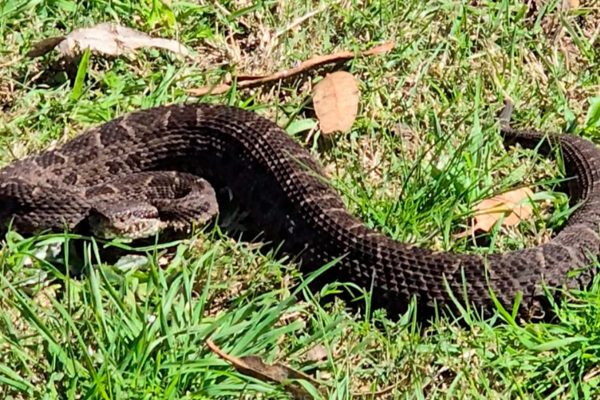 Alerta en Entre Ríos: en 2025 aumentaron un 75% las mordeduras de serpientes yarará a personas