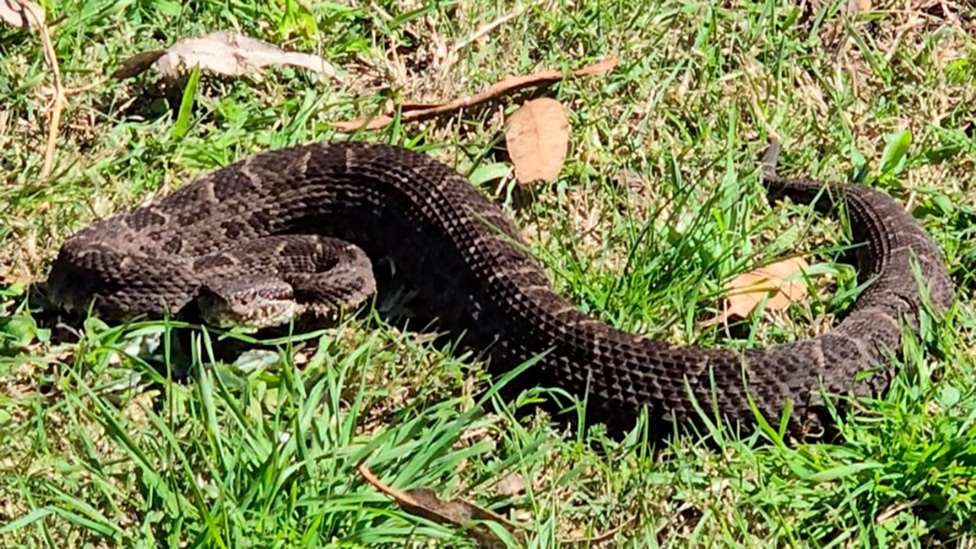Alerta en Entre Ríos: en 2025 aumentaron un 75% las mordeduras de serpientes yarará a personas