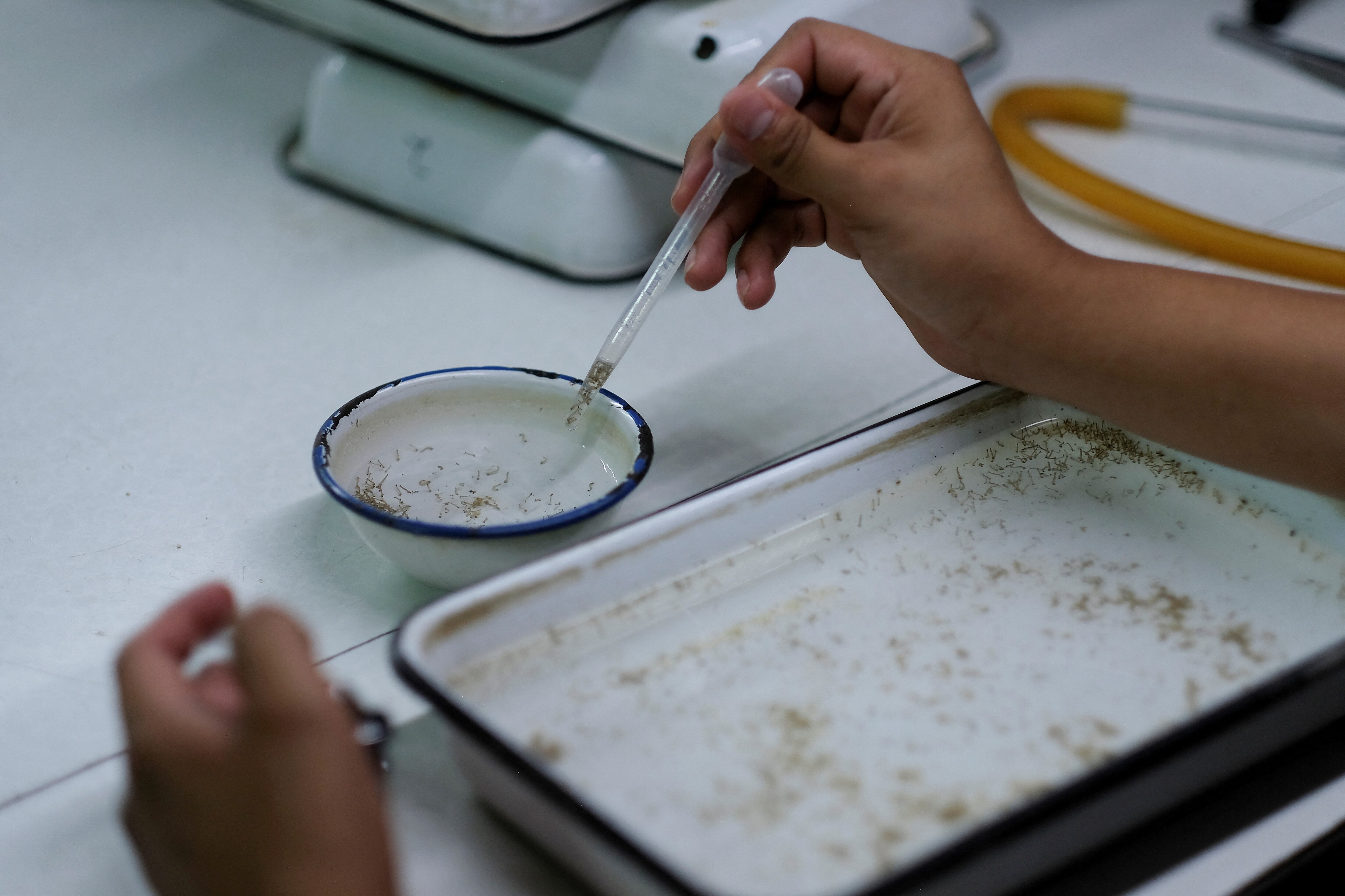 Buenos Aires CABA Formosa Entre Ríos y Mendoza registraron los primeros casos confirmados en la nueva temporada de dengue
(REUTERS/Josue Decavele)