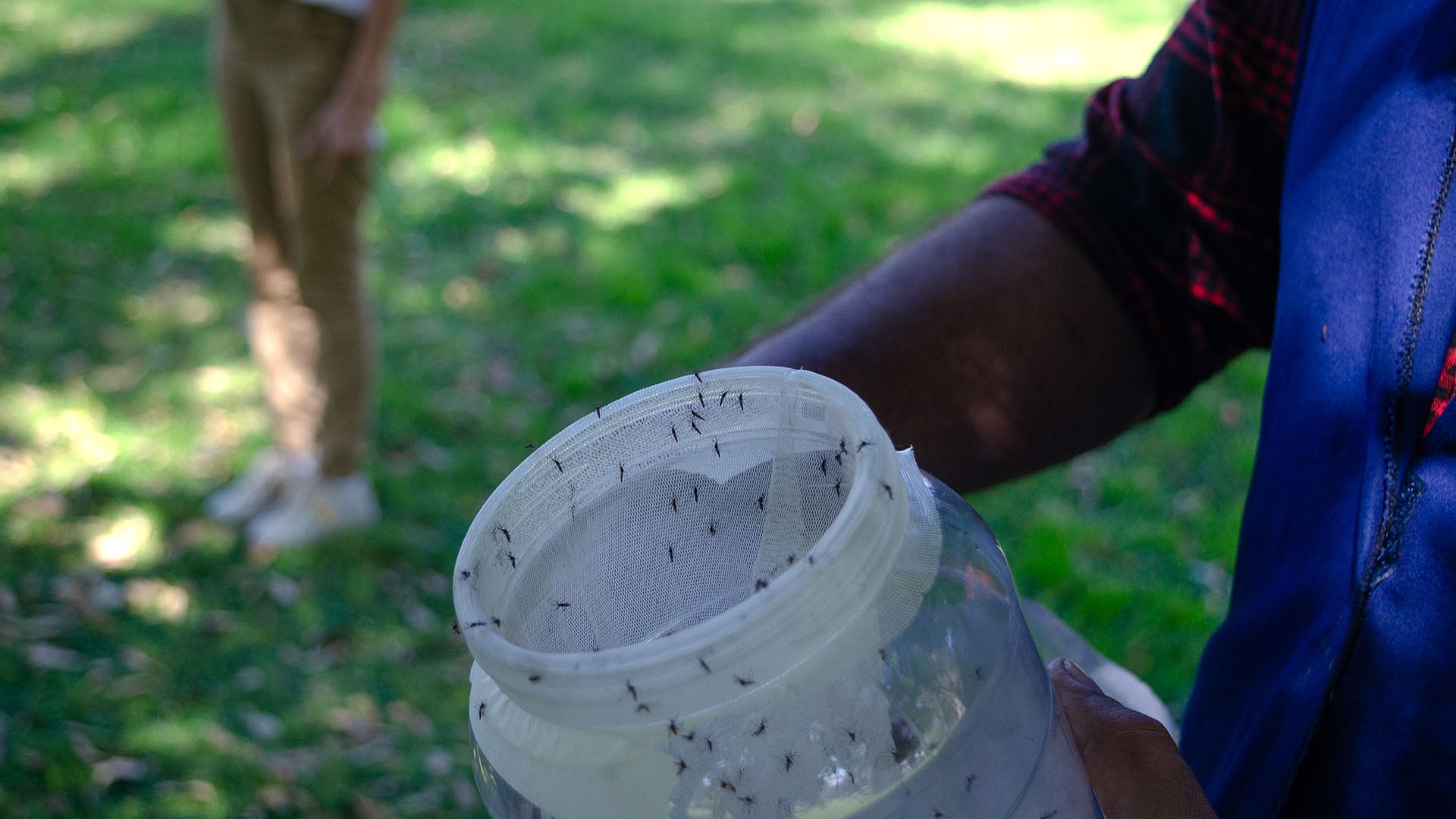 Baldes floreros con plantas acuáticas y bebederos de mascotas fueron los criaderos más frecuentes detectados durante el monitoreo urbano (CNEA)