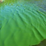 Alerta roja por la aparición de cianobacterias: cuatro municipios bonaerenses son los más afectados
