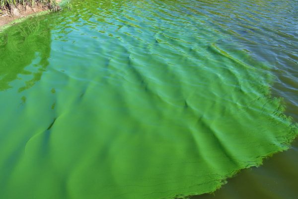 Alerta roja por la aparición de cianobacterias: cuatro municipios bonaerenses son los más afectados