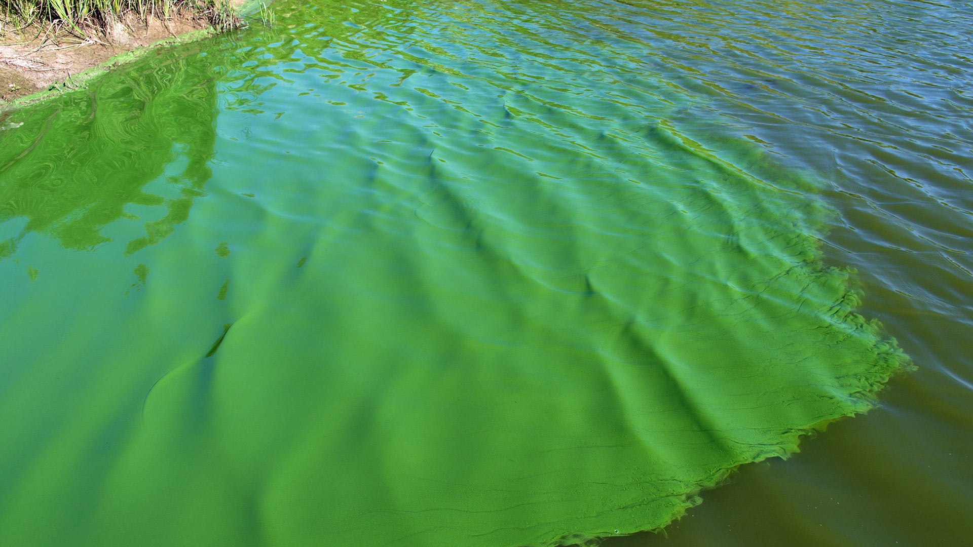 Alerta roja por la aparición de cianobacterias: cuatro municipios bonaerenses son los más afectados