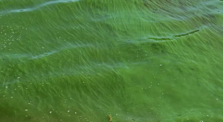 Las cianobacterias son bacterias microscópicas acuáticas que pueden liberar toxinas peligrosas cuando se reproducen masivamente por calor (NA) 