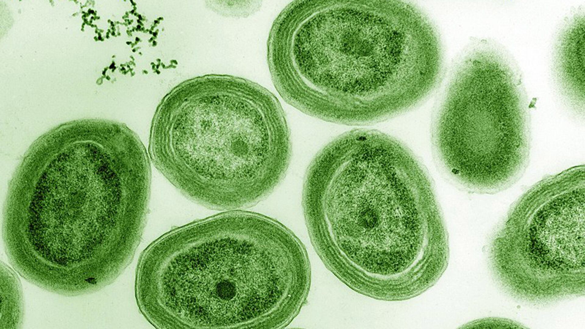 La alerta roja implica prohibición total de contacto con el agua y la recomendación de alejar a niños y mascotas de lagunas y ríos (Freepik) 