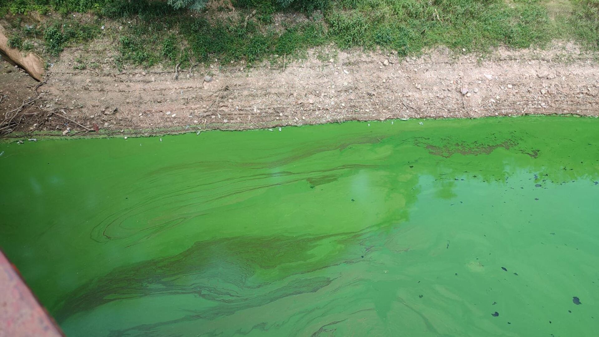 Las altas temperaturas y la sequía impulsaron una nueva proliferación de cianobacterias en lagunas y ríos bonaerenses con alertas sanitarias activas 