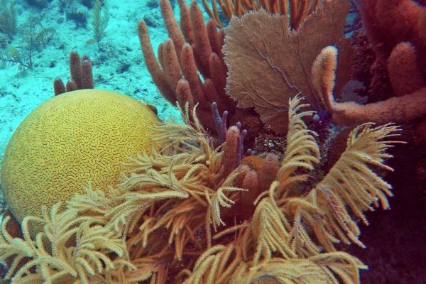 Así es el coral que coordina sus movimientos sin cerebro, un misterio evolutivo que sorprende a la ciencia