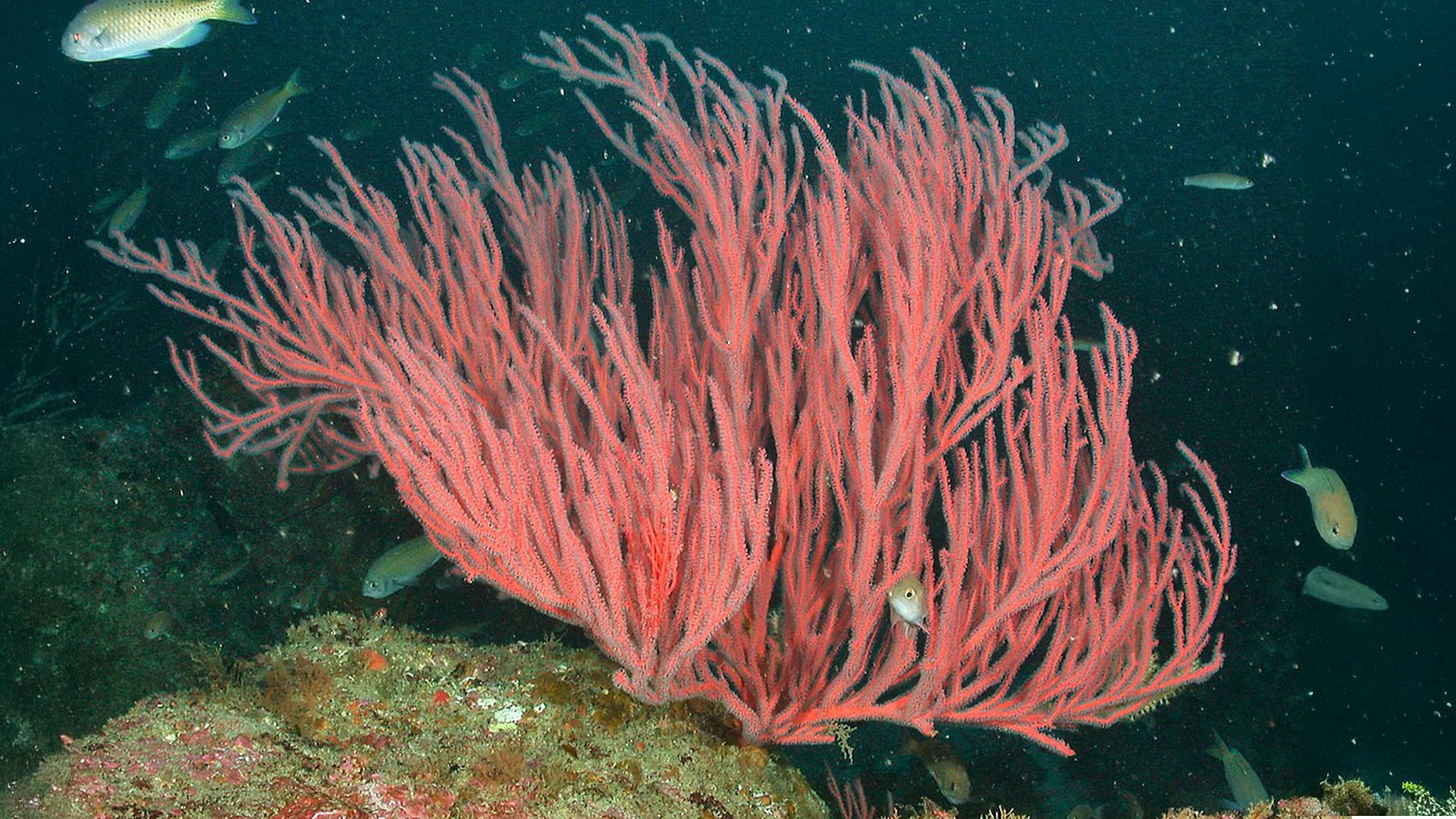 Investigadores hallan que los tentáculos del coral pulsan mediante una red neural descentralizada, desafiando teorías sobre la coordinación motriz animal (Wikipedia Commons/NOAA)