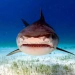 Ataques de tiburón en Hawái: científicos explican el pico inusual que se repite cada año