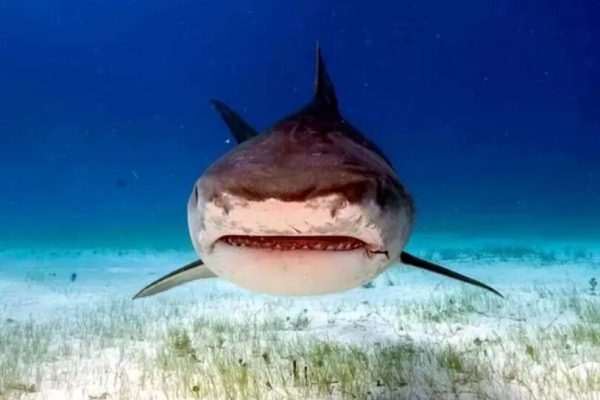 Ataques de tiburón en Hawái: científicos explican el pico inusual que se repite cada año