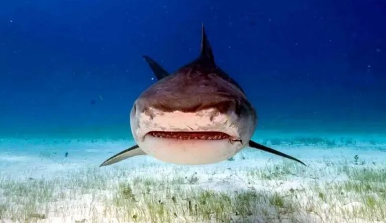 Ataques de tiburón en Hawái: científicos explican el pico inusual que se repite cada año