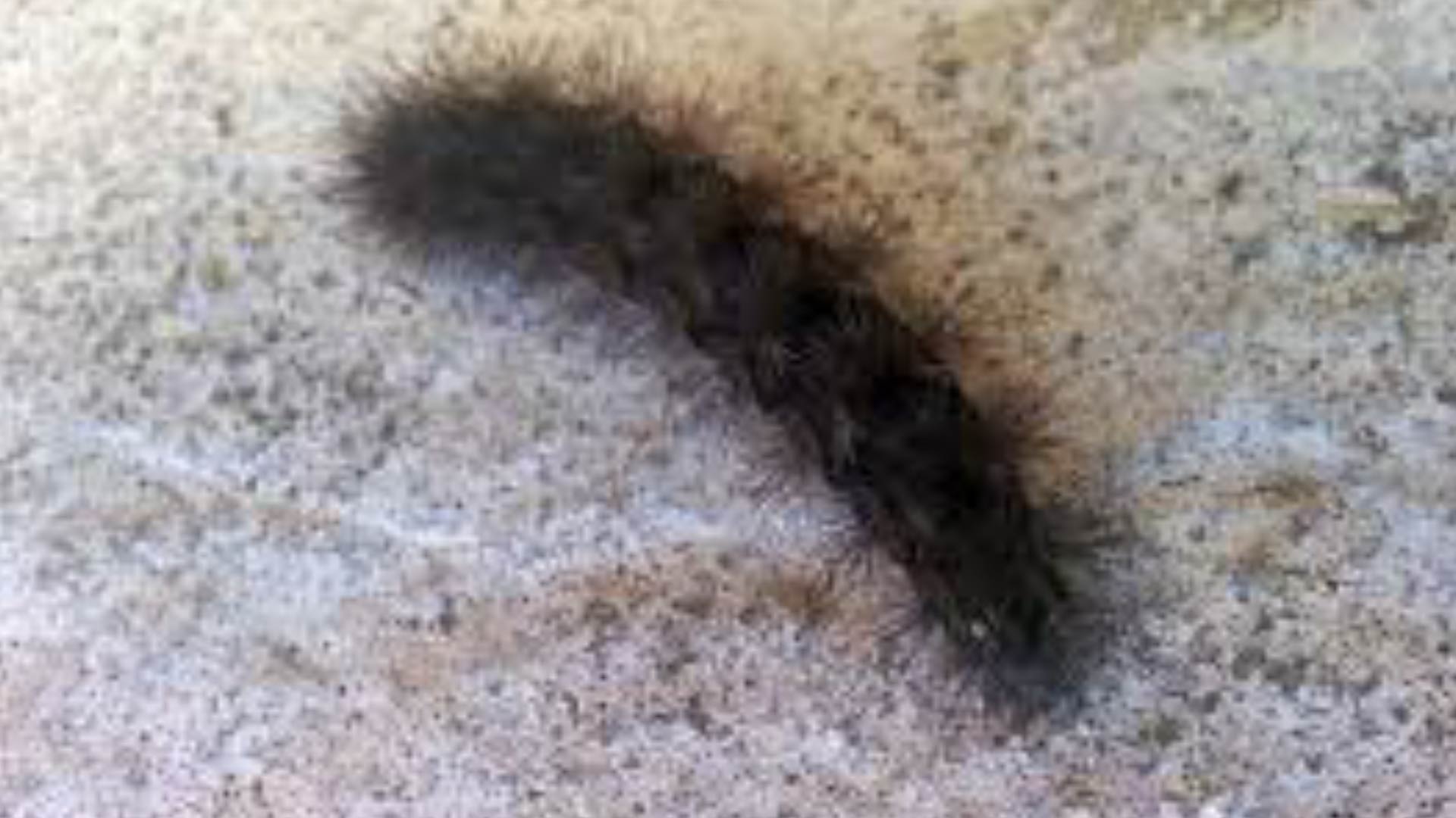 Las polillas adultas y sus orugas liberan pelos tóxicos al sentirse amenazadas, los cuales permanecen activos en ropa y superficies