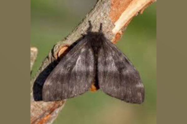 Aumento de consultas por polillas negras en el AMBA: qué hacer en caso de dermatitis