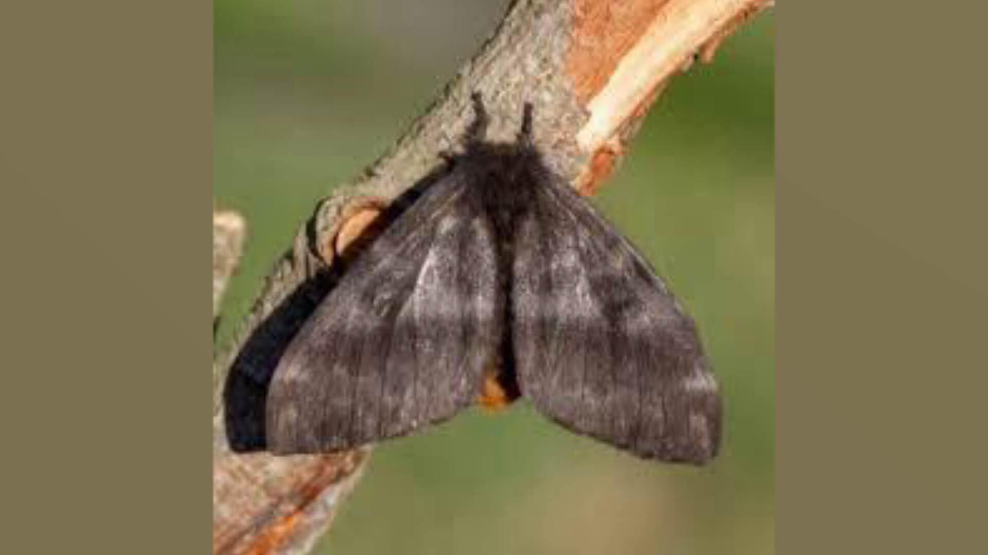 Aumento de consultas por polillas negras en el AMBA: qué hacer en caso de dermatitis