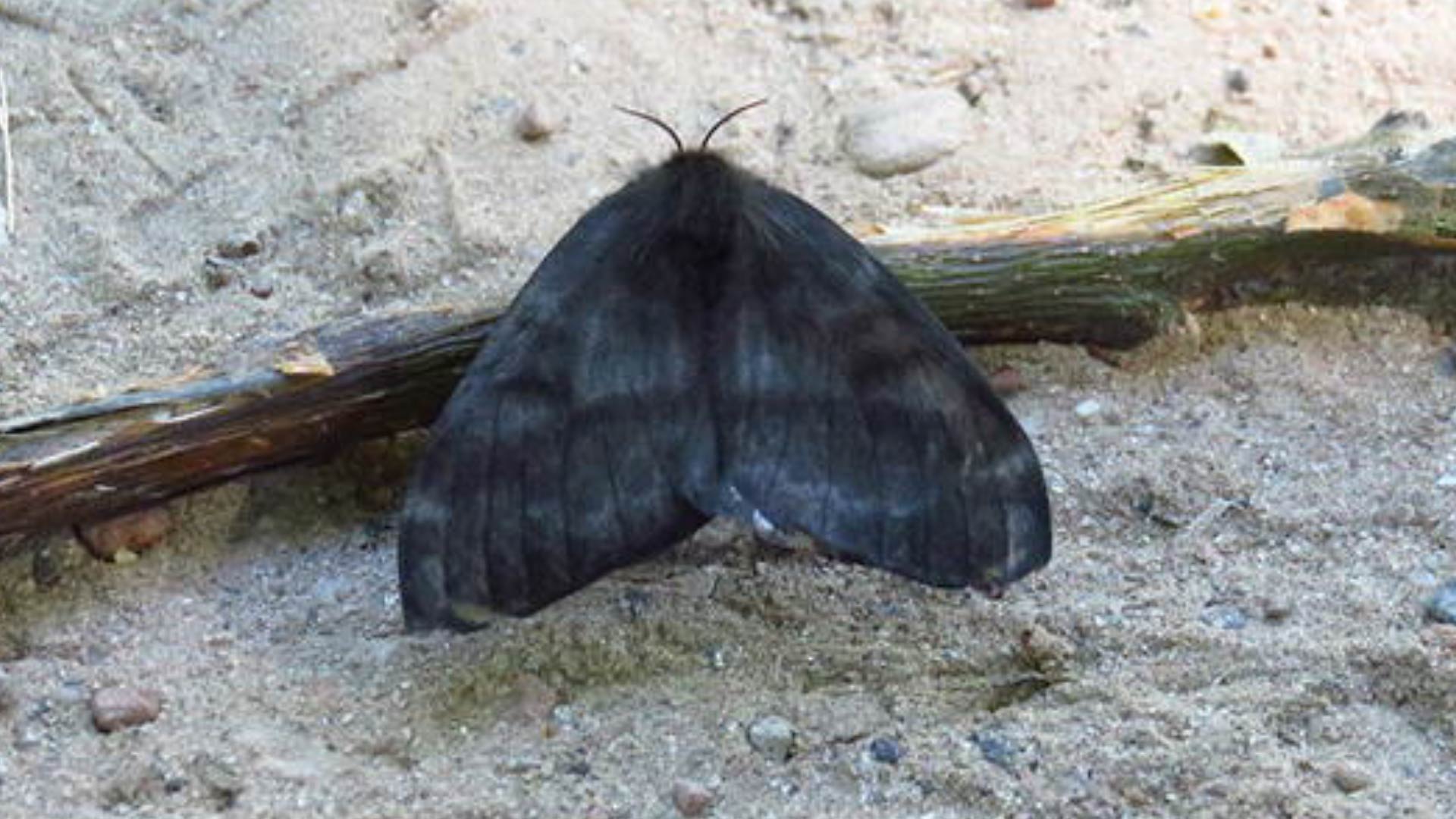 El contacto con los pelos urticantes de la polilla negra puede causar enrojecimiento, picazón intensa y brotes en la piel 