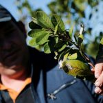 Científicos argentinos convierten residuos de yerba mate en una alternativa al petróleo