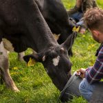 Científicos de EEUU alertan sobre la circulación de gripe D en vacas y coronavirus canino