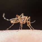 Como en Jurassic Park: los mosquitos pueden revelar el mapa genético de un ecosistema
