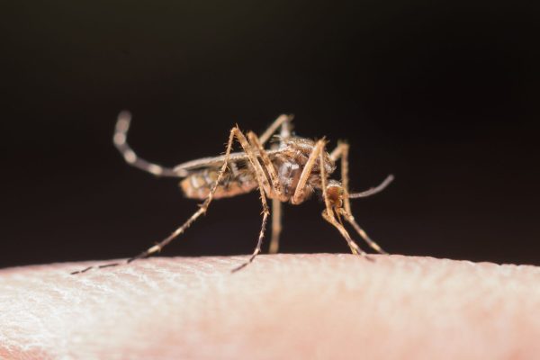 Como en Jurassic Park: los mosquitos pueden revelar el mapa genético de un ecosistema