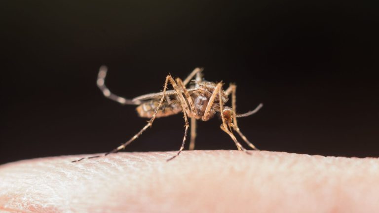 Como en Jurassic Park: los mosquitos pueden revelar el mapa genético de un ecosistema