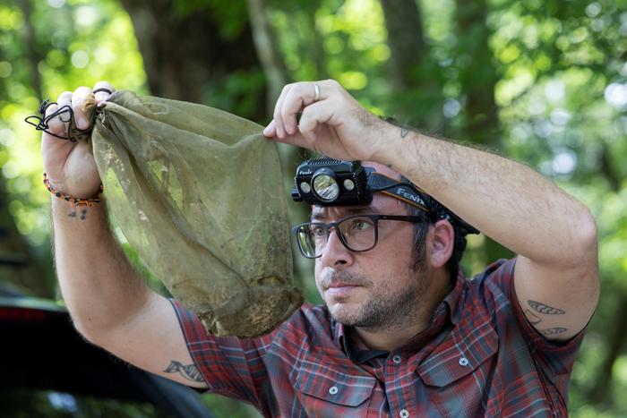 Un estudio en Florida reveló que los mosquitos almacenan ADN de casi todos los animales que habitan su entorno Universidad de Florida