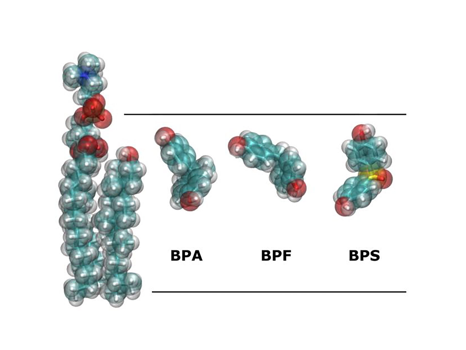 El bisfenol A, presente en papeles térmicos, plantea riesgos para la salud y el ambiente ( Villalaín, J. IDiBE UMH)