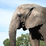 Cómo una vacuna podría cambiar el destino de los elefantes salvajes y las aldeas rurales en Tailandia