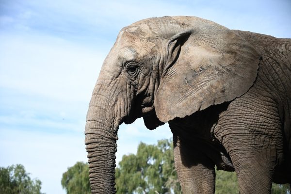 Cómo una vacuna podría cambiar el destino de los elefantes salvajes y las aldeas rurales en Tailandia