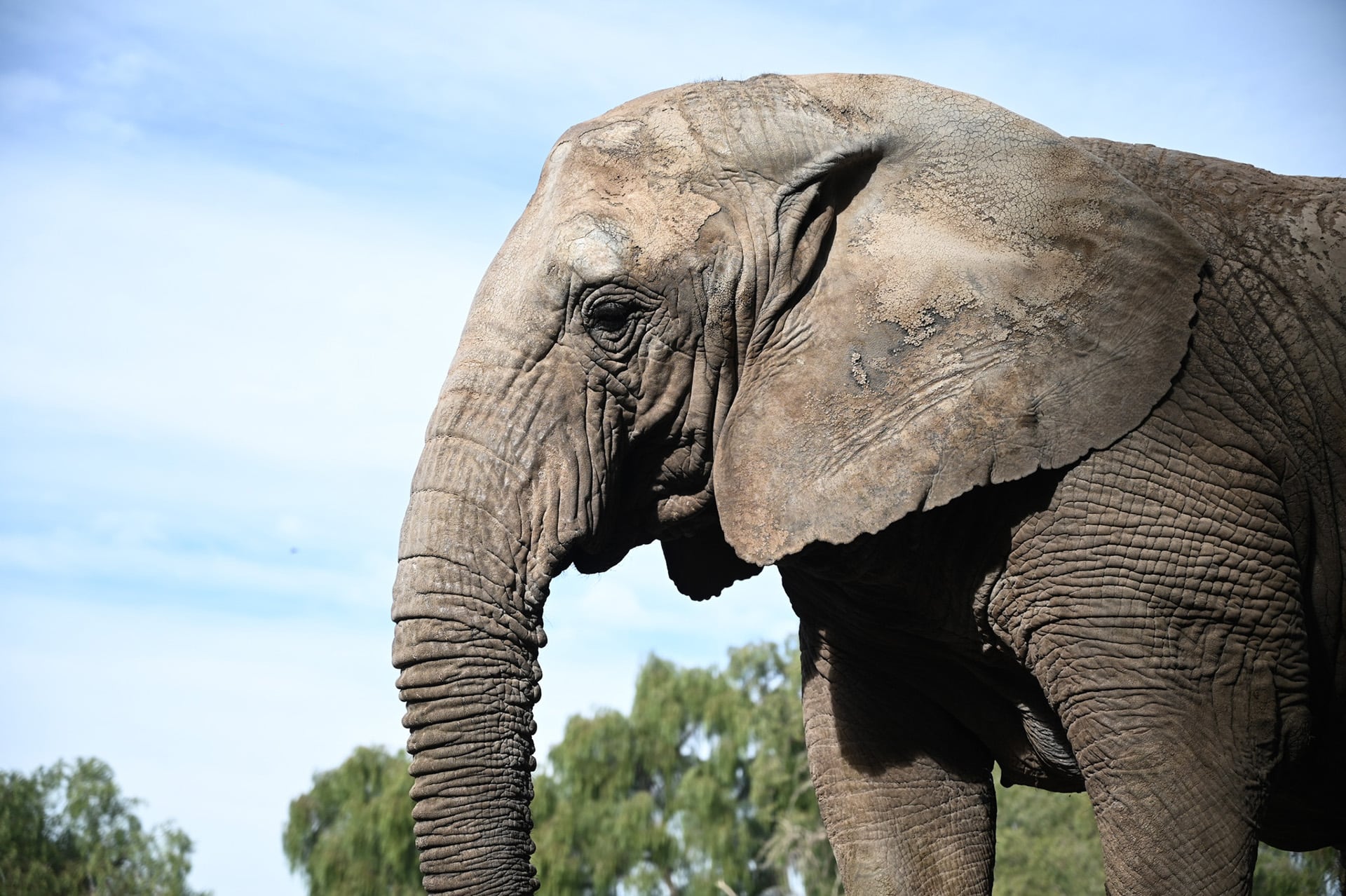 Cómo una vacuna podría cambiar el destino de los elefantes salvajes y las aldeas rurales en Tailandia