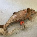 Contaminación en las costas bonaerenses: el 78% de la basura en las playas son plásticos