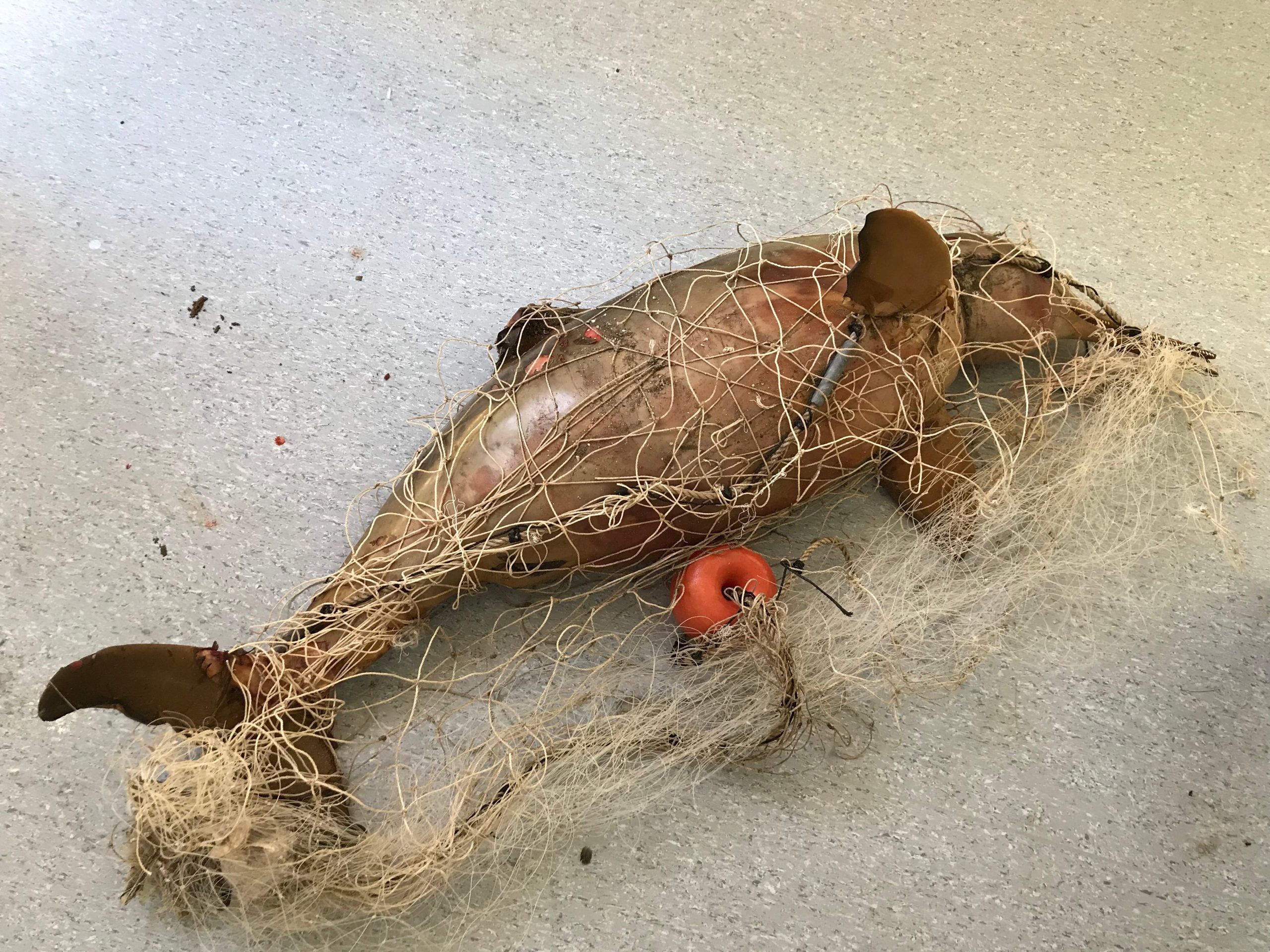 Contaminación en las costas bonaerenses: el 78% de la basura en las playas son plásticos