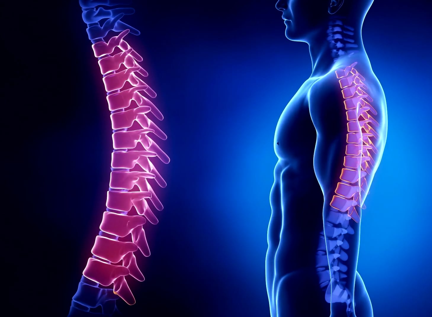 La columna torácica, situada entre el cuello y la cintura, cumple un papel fundamental al brindar soporte estructural y permitir movimientos clave del tronco (Men´s Health UK)