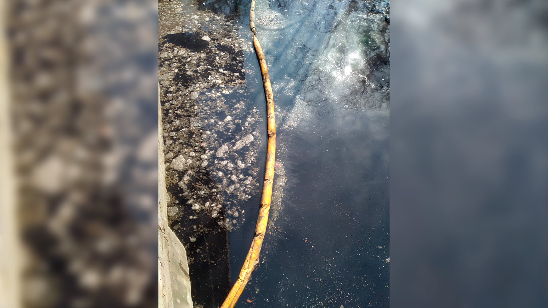 Las bacterias que se encontraron en el arroyo Medrano son capaces de degradar eficientemente el colorante Verde de Malaquita y el Negro Ácido 210 en menos de 24 horas (UBA - Conicet)