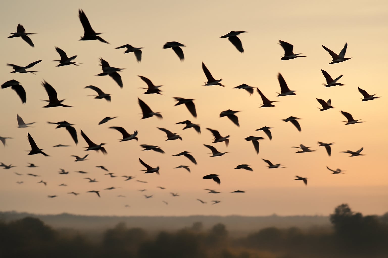 El estudio reveló que la retina avascular de las aves sobrevive gracias a una adaptación evolutiva y no depende de vasos sanguíneos para obtener energía (Imagen Ilustrativa Infobae)