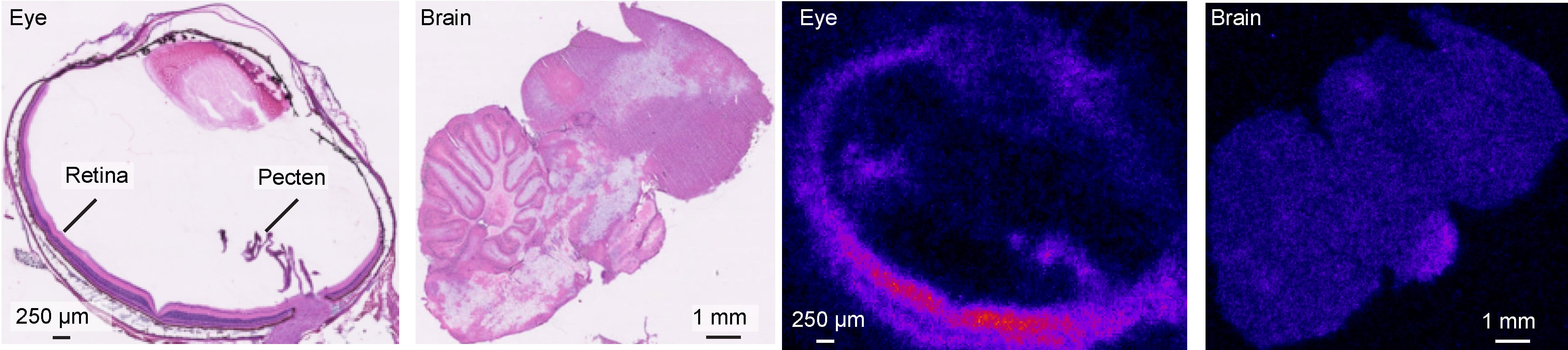 Los científicos confirman que el pecten oculi no transporta oxígeno a la retina del ave, sino que mueve azúcar hacia ella y elimina lactato (Aarhus University)