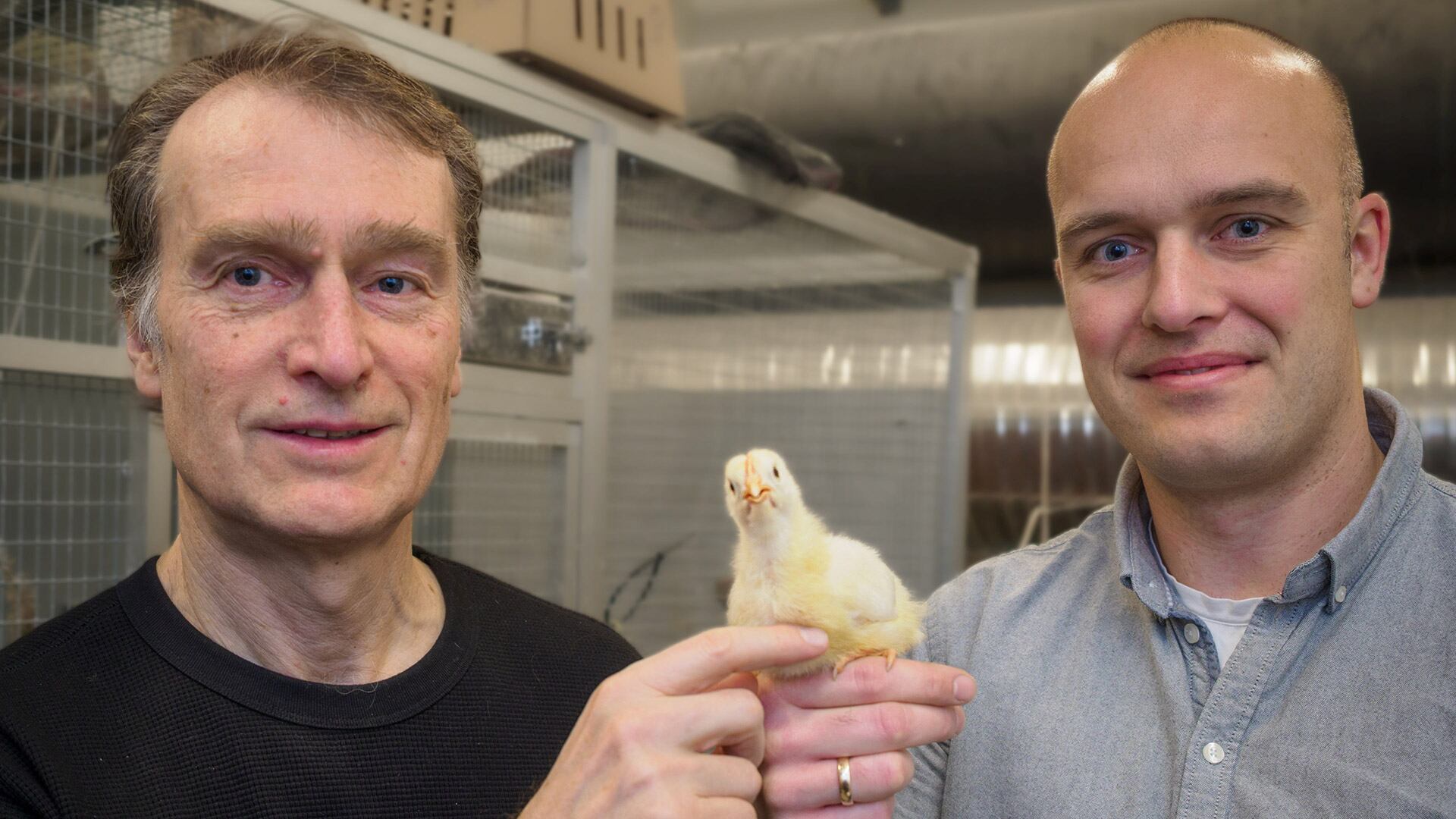 El biólogo Christian Damsgaard y el profesor Jens Randel Nyengaard lideraron el estudio sobre la retina avascular en aves junto a un equipo internacional (Aarhus University)