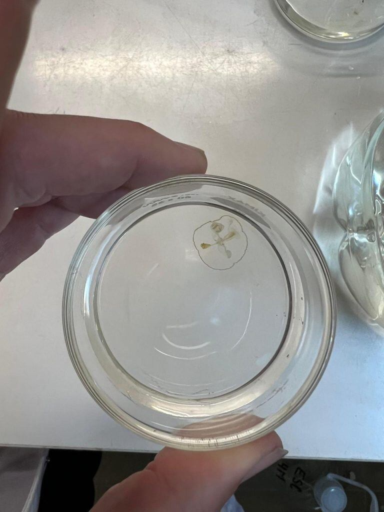 El equipo científico realizó la campaña de muestreo en febrero de 2023 y confirmó que la medusa alterna entre fases fija y libre durante su ciclo de vida Universidad Nacional del Comahue