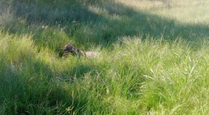 El cuerpo presentaba un avanzado estado de descomposición